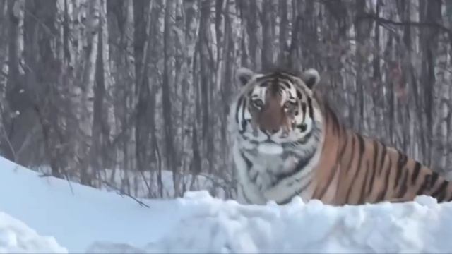 🐯Жители соседнего Хабаровского края встретили возле поселка тигра-великана