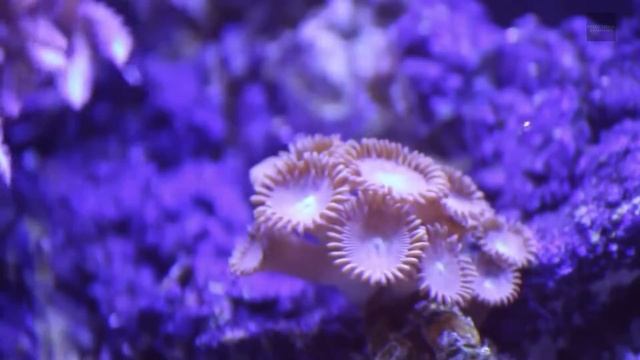 Récifal Méthode Berlinois - un Récif à la maison - Aquarium Eau de mer ...