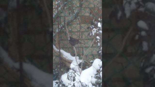 Сеня дичь! В заснеженных дебрях таёжной Сибири.