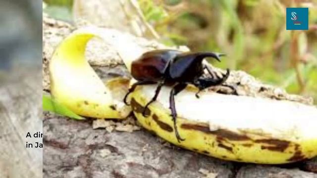 5 Unique Facts About The Rhinoceros Beetle