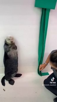 How Sea Otter Luna Uses Her Pocket | Shedd Aquarium
