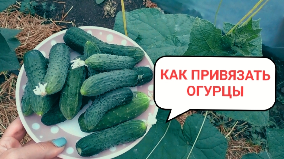 Как под вязать огурцы. Крепко и воздушно