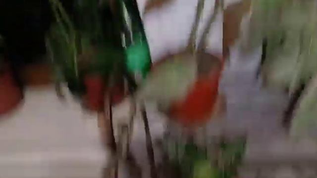 ХОНА ГУЛЛАРИ НИ ХОЗИРГИ ХОЛАТИ