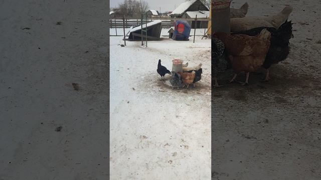 Понедельник в деревне🏠 Куры🐔 петухи🐓 гуси🪿 на прогулке