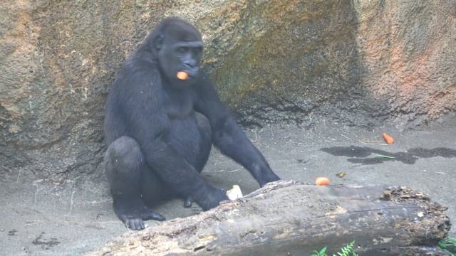 Baby Gorilla Sumomo and Mother Momoko Reunite to the Haoko Family