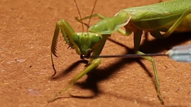 Insect World | How To Give Mantis Water With a Syringe | MANTiS