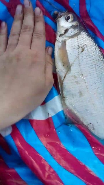 СИНЕЦ | #рыбалка #fishing #fire  #карп #башкирия #рыба #рек  #рекомендации #shorts#short #подлещик
