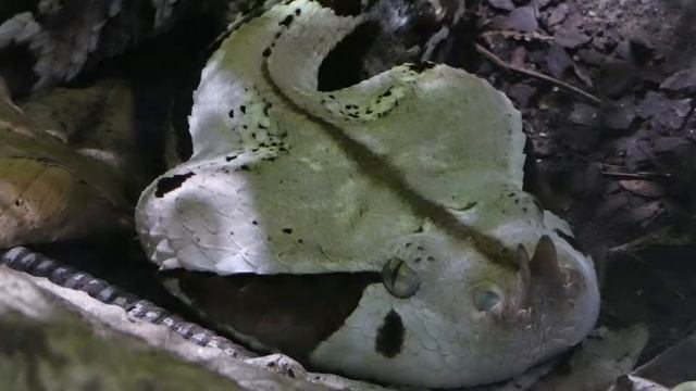 Gabunviper (Bitis gabonica rhinoceros) Schlange im Zoo Schönbrunn fz82/83