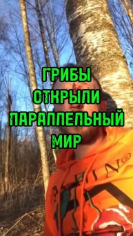Грибы.Открыл параллельный мир