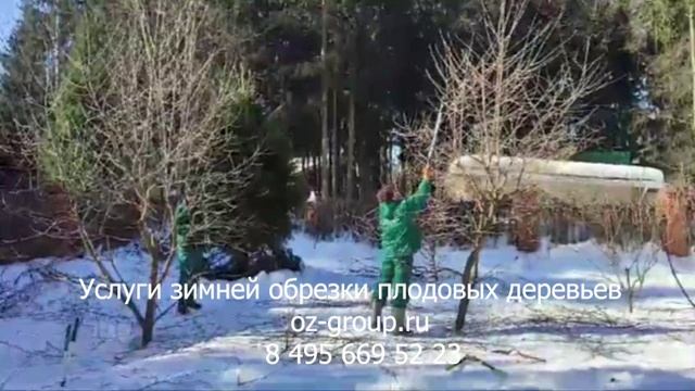 Услуги зимней обрезки плодовых деревьев на даче. Выезд Агрономов по Москве и области. Звоните!