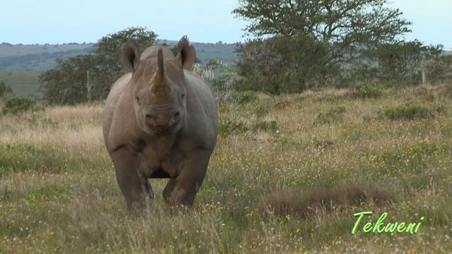 How To Stop A Charging Black Rhino 🦏