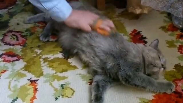 Любимое занятие  для кошки. A favorite activity for cats