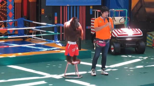Orang Utan Boxing Show in Bangkok,Thailand