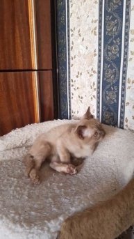 котенок бурманской породы,окрас шоколад