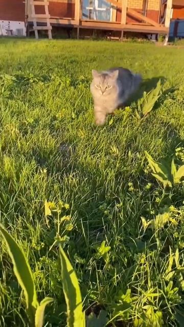 Вот бандитка! 😀 #котики #питомцы