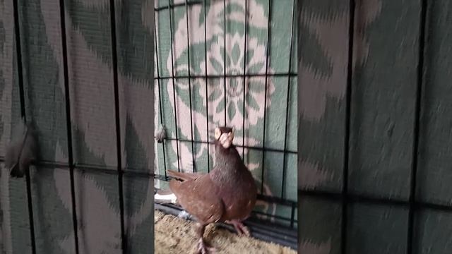 VID_20250220_173618.mp4