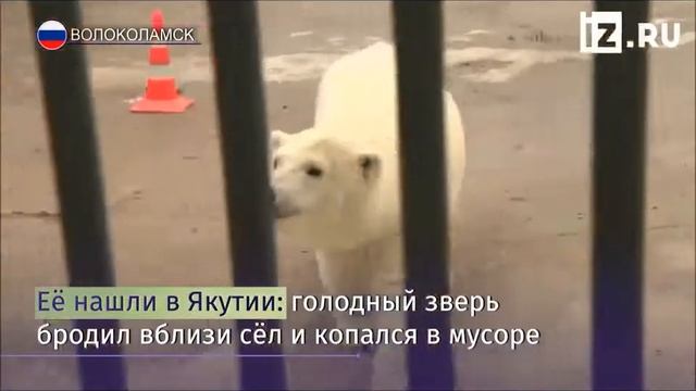 Столичные  единороссы и представители Москвоского зоопарка навестили спасенную белую медведицу