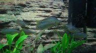 Rainbow Fish M.s inornata