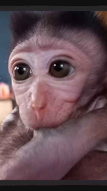 Baby monkey Poppy  1000033165.mp4