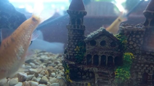 рыбки#аквариум#барбусы#😀😎😍