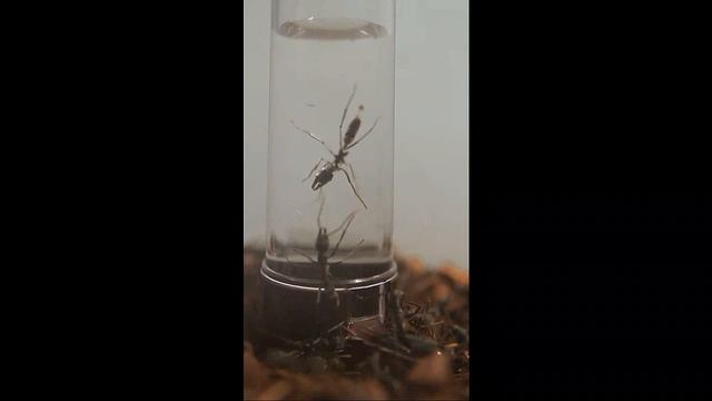 P  Apicalis In Water
