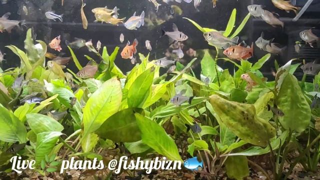 Live plants
