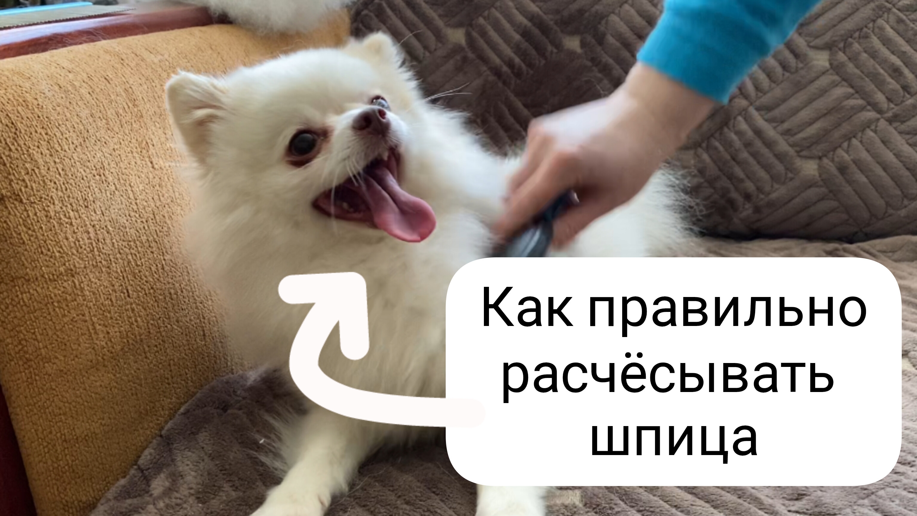 Уход за шерстью шпица. Как расчёсывать шпица в домашних условиях. Правильные инструменты