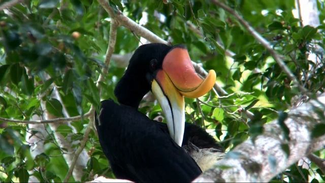 Rhinoceros Hornbill.wmv