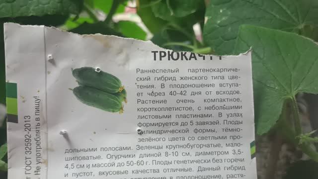 Трюкач не успел на праздничный стол
