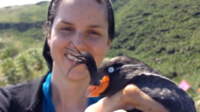 Crested Auklet (Aethia cristata) with an extravagant crest - handled for research - Aleutian Island