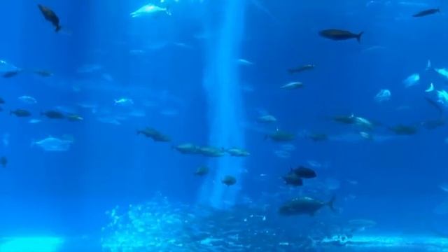 Большой аквариум с рыбами и акулами