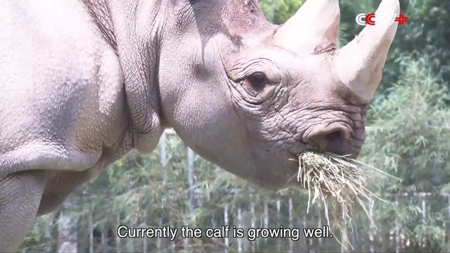 Baby Black Rhino Cub Makes Public Debut in Guangdong Zoo