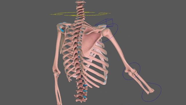 Torso muscles & skin simulation with nCloth  -  01 scapula bone simulation