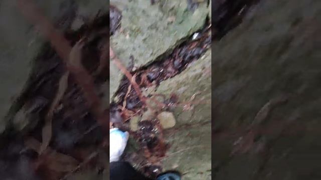 Ловлю своих котов. В грязи с ног до головы. Бабка Таисия издевается над животными! Не дает кормить!