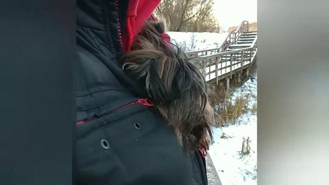 Йорк кормит уток и катается на карусели.