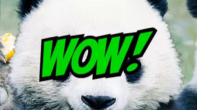 panda after smokin crack