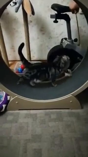🥰Пятничный позитив: котики наступают!🐾