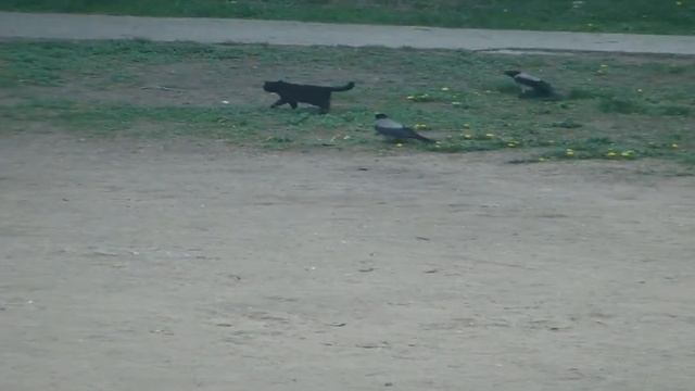 Кот и вороны