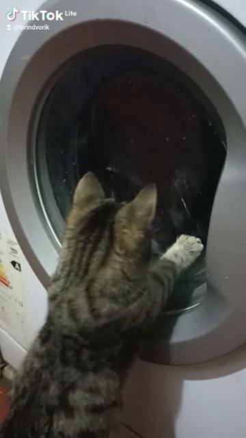 Почти енот...