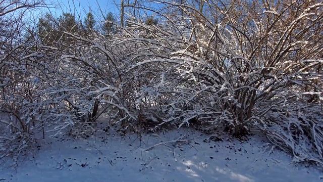 Skydio2 Зимняя зарисовка Winter sketch 1/28/2021