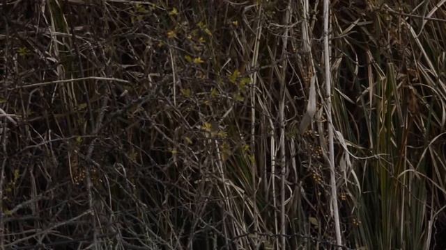 Dusky warbler