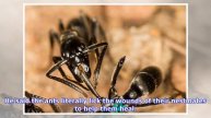 Ants have been observed treating wounded comrades