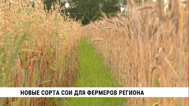 Новые сорта сои для фермеров региона