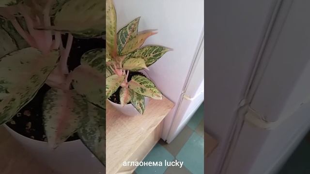 Аглаонема Lucky