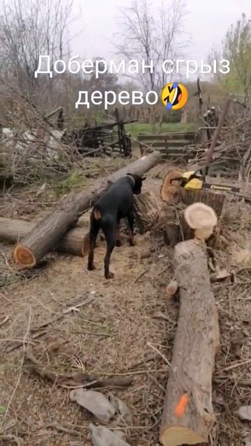 ДОБЕРМАН - БОБЁР!))) #доберман#спилдерева#выкорчевывание#дача#дачныйсезон#местоподкурятник#пилим#ре
