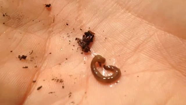 Land flat worm