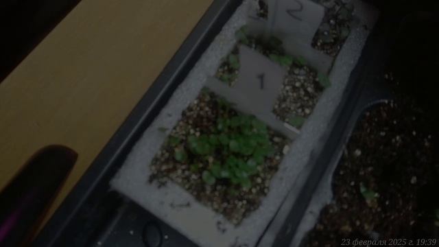 23.02.2025 Пересадила в землю бОльшую часть базилика и все бархатцы.