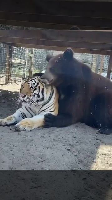 Tiger And Bear Friendship #zoo  #shorts #reels