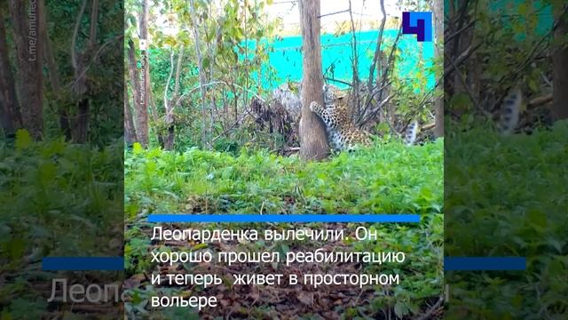 «Сел в лужу»: неуклюжесть спасенного леопарденка попала в объектив фотоловушки в Приморье