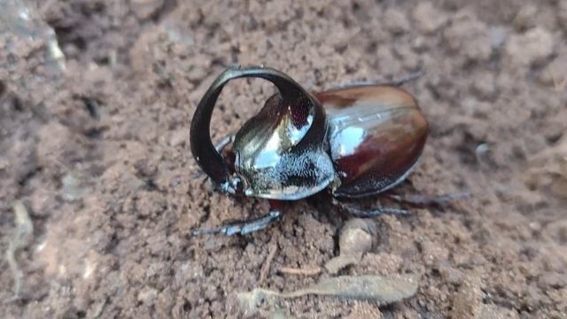 Besouro Rinoceronte (Oryctes Rhinoceros)